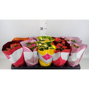 Kalanchoe blos. 'Perfecta' ..mix 5