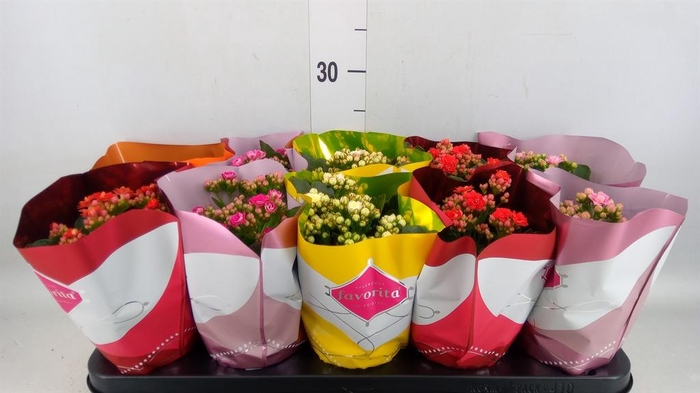 <h4>Kalanchoe blos. 'Perfecta'  ..mix 5</h4>