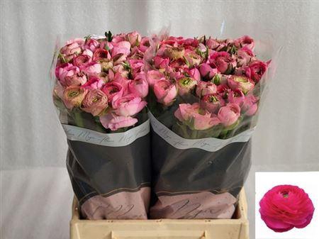 <h4>Ran Extra Rose</h4>