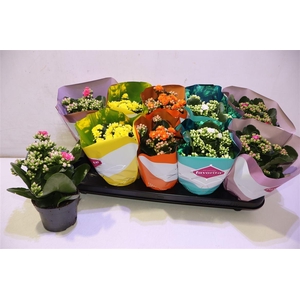arr8 Kalanchoe Double Deluxe Mix