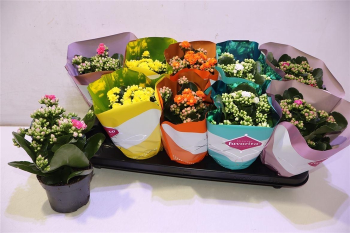 <h4>arr8 Kalanchoe Double Deluxe Mix</h4>