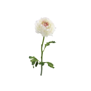Ranunculus Pink Light