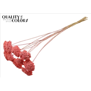 Dried achillea paint pink