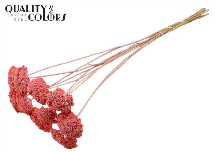 <h4>Dried achillea paint pink</h4>