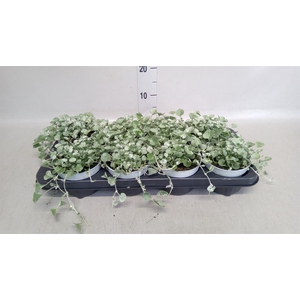 Dichondra argentea 'Silver Falls'