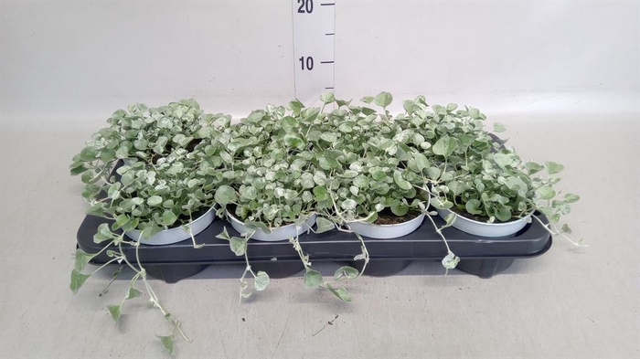 <h4>Dichondra argentea 'Silver Falls'</h4>