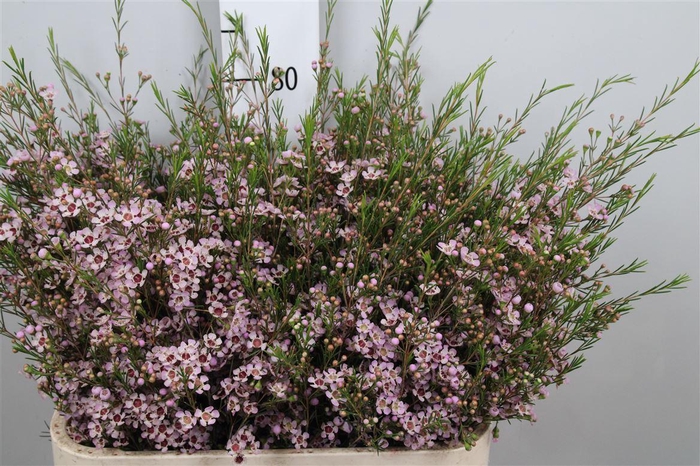 <h4>Chame Un Early Nir</h4>