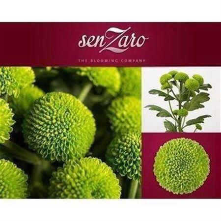 <h4>Chr T Deligreen</h4>