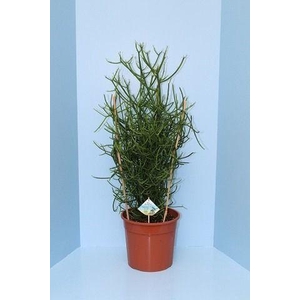 Bio Euphorbia tirucalli 40-TIRU24