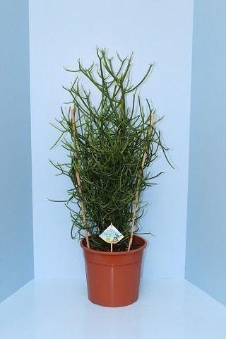 <h4>Bio Euphorbia tirucalli 40-TIRU24</h4>