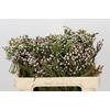 Kaaps Groen Spray Brunia