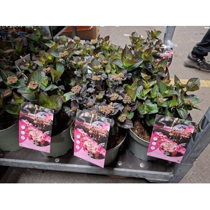 Hydrangea serrata