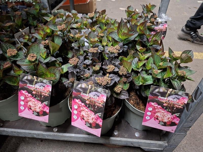 <h4>Hydrangea serrata</h4>
