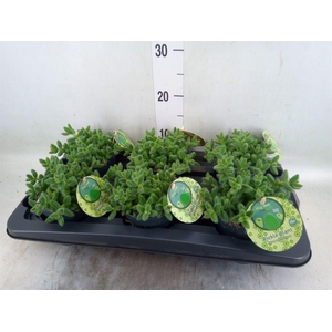 Delosperma echinatum