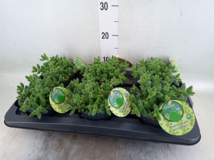 <h4>Delosperma echinatum</h4>
