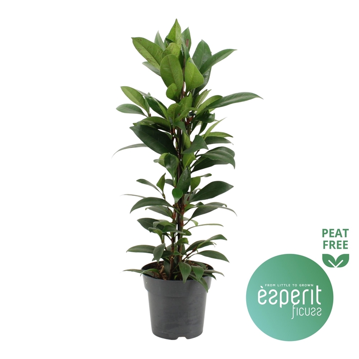 <h4>Ficus cyathistipula Compacta</h4>