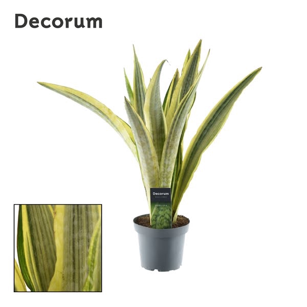 <h4>Sansevieria Aubrytniana Lauren</h4>