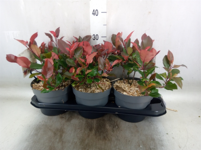 <h4>Photinia fraseri 'Little Red Robin'</h4>