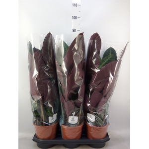 Calathea warscewiczii