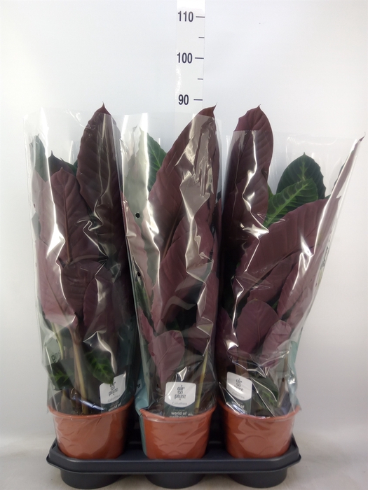 <h4>Calathea warscewiczii</h4>