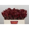Leucadendron Jester