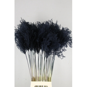 DF Miscanthus 90cm Black