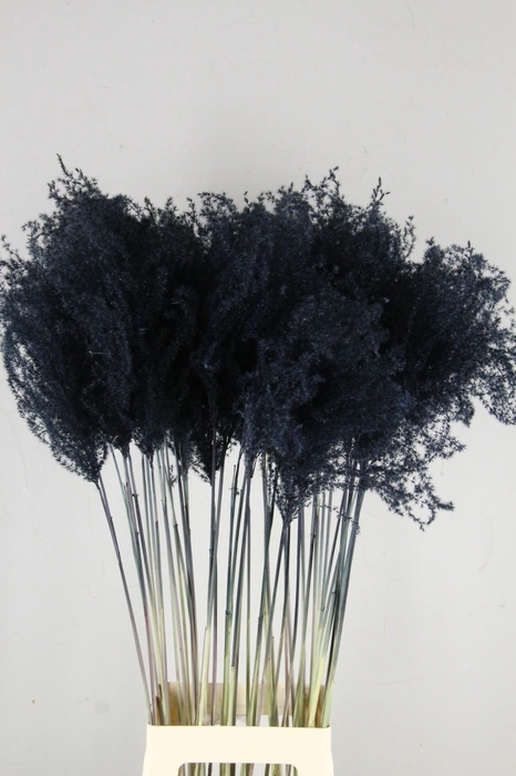 <h4>DF Miscanthus 90cm Black</h4>