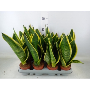 Sansevieria trifa. 'Futura Superba'