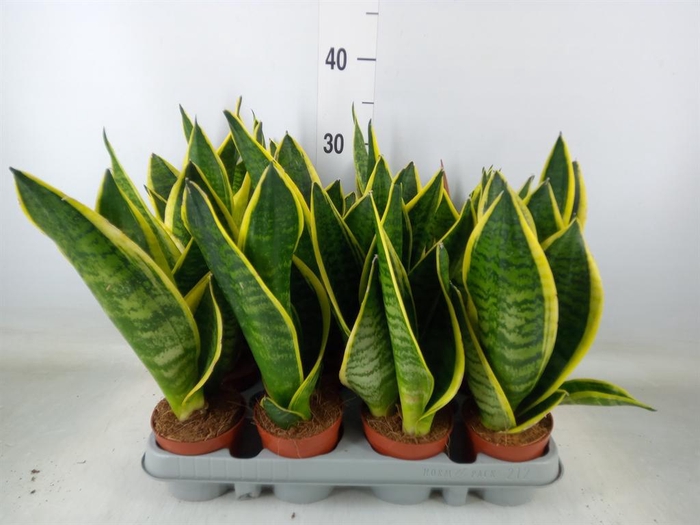 <h4>Sansevieria trifa. 'Futura Superba'</h4>