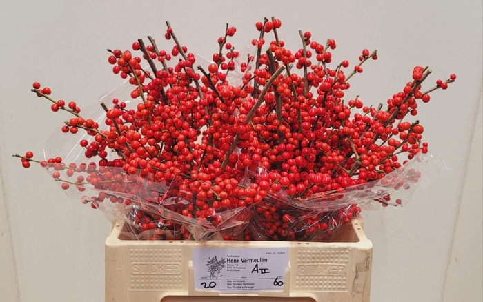 <h4>ILEX VE RODE BES</h4>