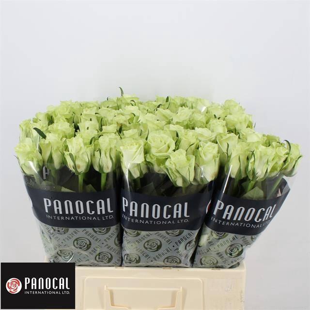 <h4>R GR NOELLE!</h4>