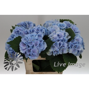 Hydrangea lollipop blue