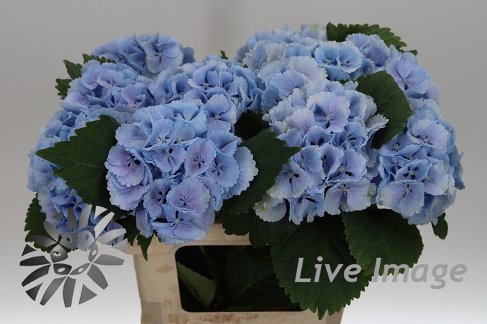 <h4>Hydrangea lollipop blue</h4>