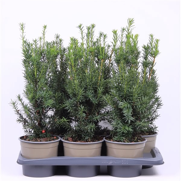 <h4>Taxus media 'Hicksii'</h4>