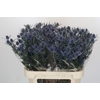 Eryngium Blue Dynamite