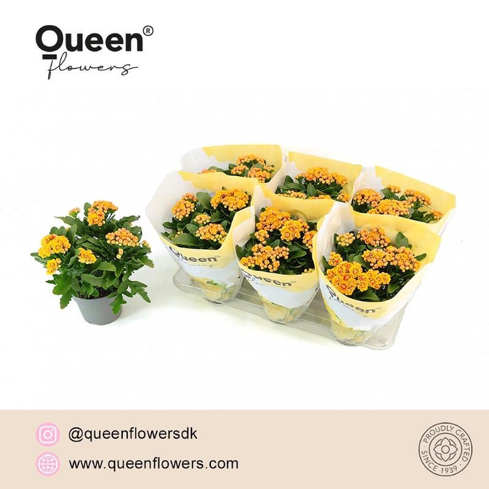 <h4>Kalanchoe gevuld More Flowers Lausanne 2-kleurig Lausanne, beperkt leverbaar</h4>
