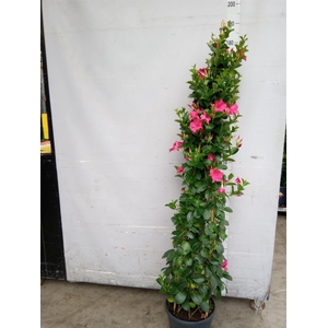 Mandevilla sand. 'SumStar Pink'