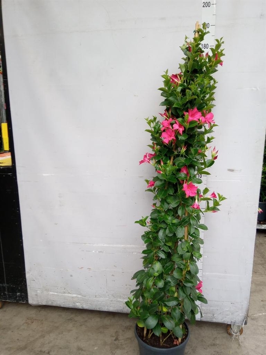 <h4>Mandevilla sand. 'SumStar Pink'</h4>