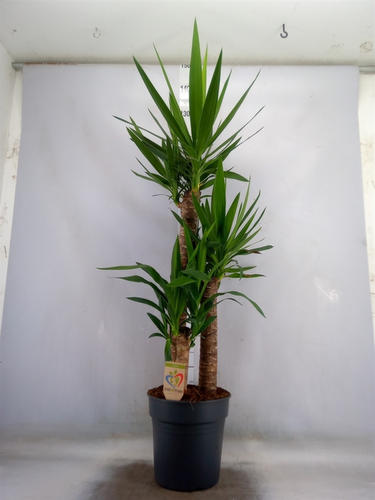 <h4>Yucca</h4>