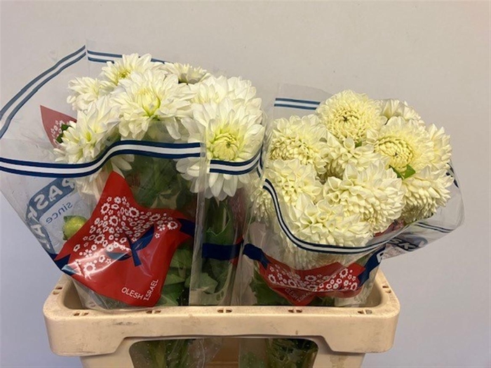 <h4>DAHL GEM IN FUST</h4>