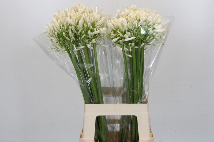 <h4>Agapanthus White Heaven</h4>