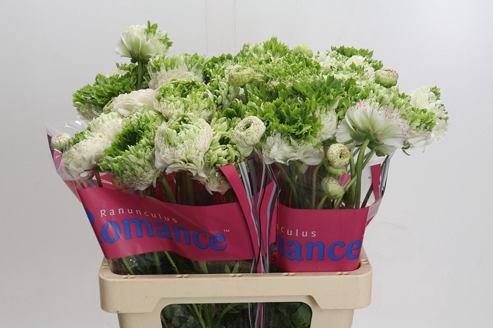 <h4>Ranunculus Romance Crown Giverny</h4>