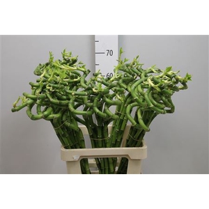 Drac Lucky Bamboo 70cm
