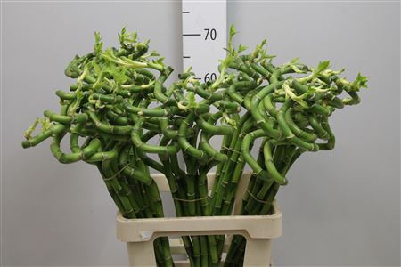 <h4>Drac Lucky Bamboo 70cm</h4>