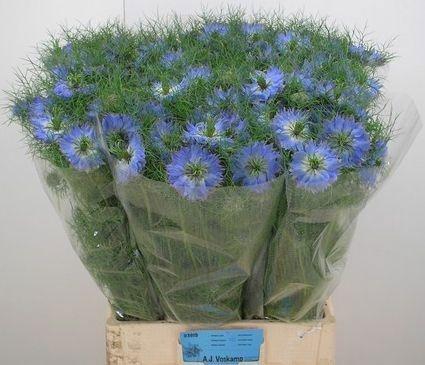 <h4>NIGE D MYSTRY BLUE</h4>