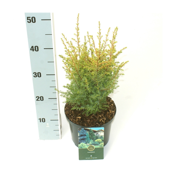 <h4>Juniperus c. 'Gold Cone'</h4>