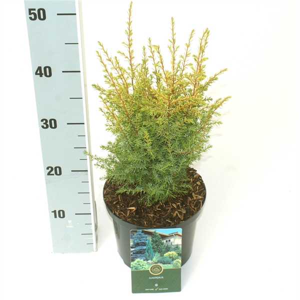 Juniperus c. 'Gold Cone'