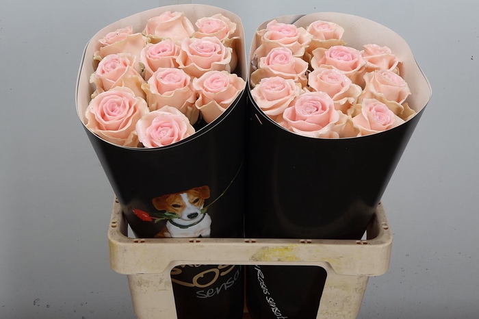 <h4>Wax-Rozen Wax Wit  Zilver glitter</h4>