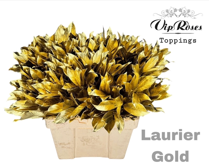 <h4>LAURIER GOLD</h4>