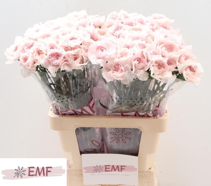 <h4>DI ST BRIDAL DAMASCU</h4>